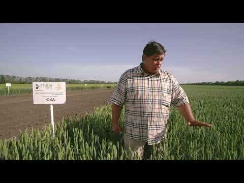 Видео: Показ сортов пшеницы на Дне поля «РЗ Агро» - полная версия