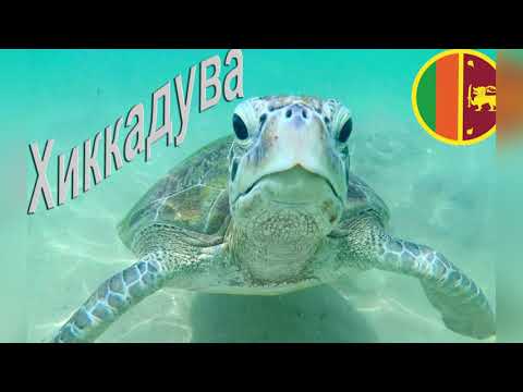 Видео: Turtle Beach - Hikkaduwa. Плаваем с большими морскими черепахами