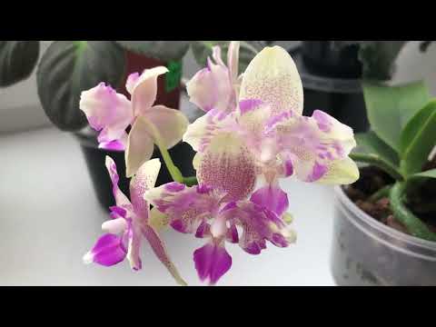 Видео: Фиалки. Срочно! Спасаю фиалки от жары!