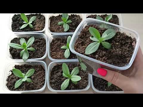 Видео: Эустома 2 месяца от посева.Основы успешного развития.м-н ДАЧА г.Каменск-Уральский.15.03.2024 г.