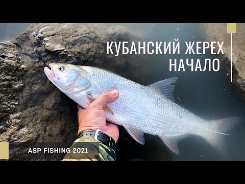 Видео: Кубанский жерех. Начало! Река Кубань. Ловля жереха на спиннинг в начале лета.