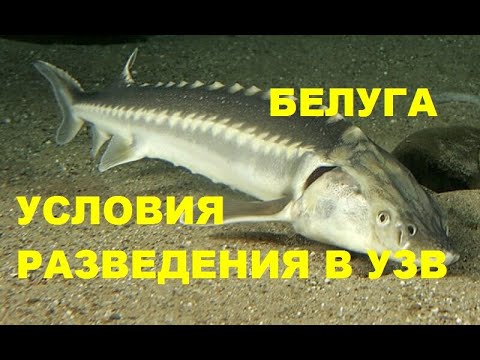 Видео: БЕЛУГА, УСЛОВИЯ РАЗВЕДЕНИЯ В УЗВ
