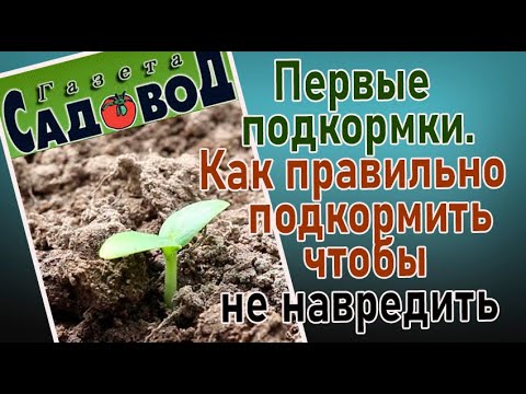 Видео: Первые подкормки. Как правильно подкормить, чтобы не навредить