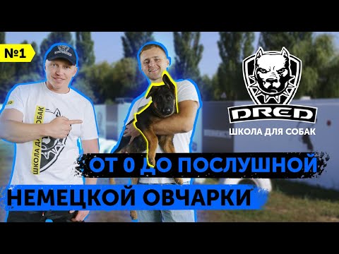 Видео: От 0 до послушной собаки 3 | Щенок немецкой овчарки Гера | Как научить щенка слушаться | Школа DRED