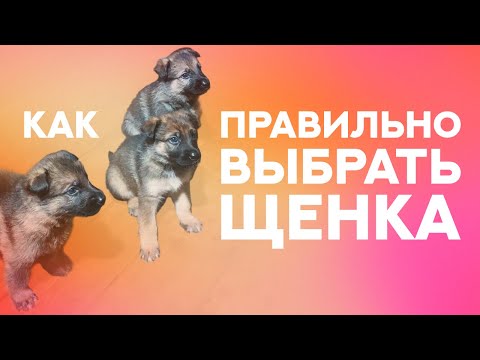 Видео: Как правильно выбрать щенка. How to choose a puppy properly.