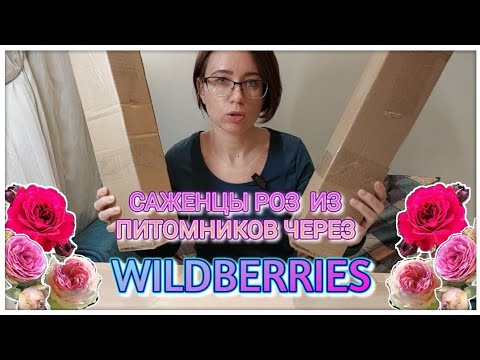 Видео: Саженцы роз из питомников через Wildberries // Обзор посылки из питомника НАСЛЕДИЕ, САДОВЫЕ СЕЗОНЫ