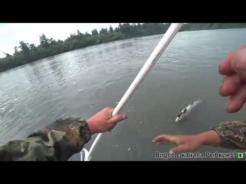 Видео: Мыши Фаворит в действии - Лучшая приманка на тайменя