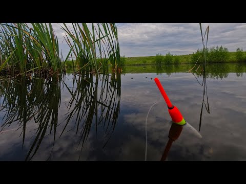 Видео: КАРАСЬ В КОНЦЕ МАЯ. РЫБАЛКА НА ПОПЛАВОК.