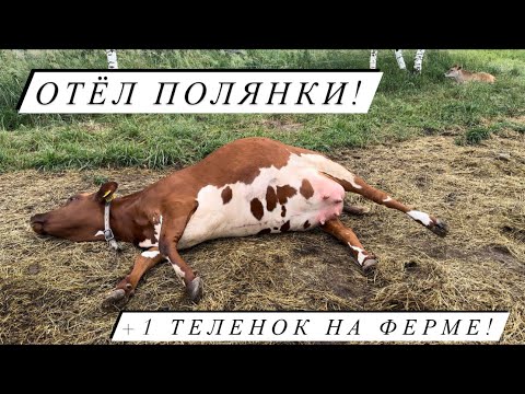 Видео: Штормовое предупреждение, гроза, молния- у нас ОТЁЛ В ПОЛЕ! Кого принесла Полянка?