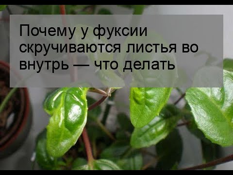 Видео: Почему у фуксии скручиваются листья во внутрь — что делать