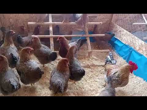 Видео: Обзор породы Билефельдер Криль!