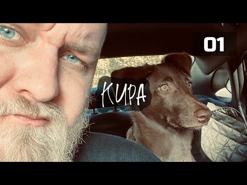 Видео: Кира - собака 🦮, которую я нашёл на мусорке