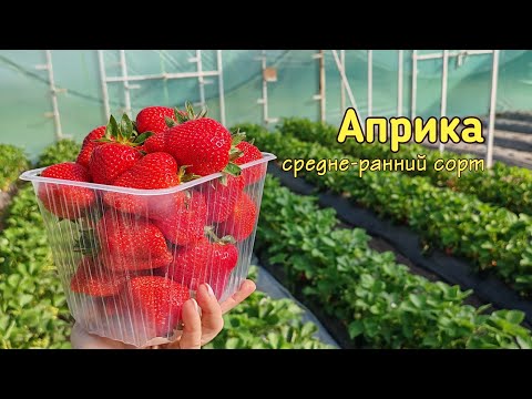 Видео: 🍓Обзор сорта клубники АПРИКА🍓 06.05.2024. Ставрополь