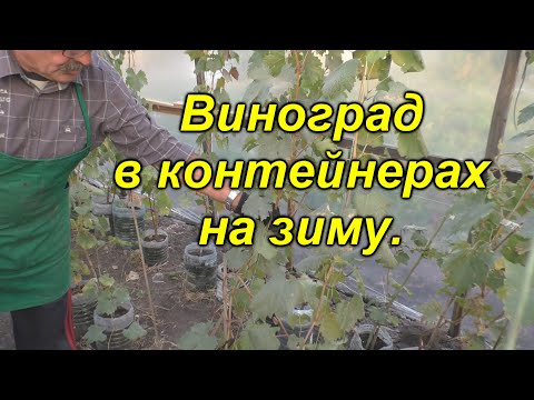 Видео: Мой метод посадки винограда в зиму в контейнеры.