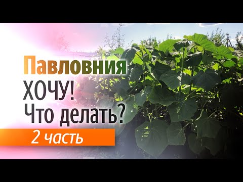 Видео: Хочу посадить Павловнию! Что делать? Часть 2.