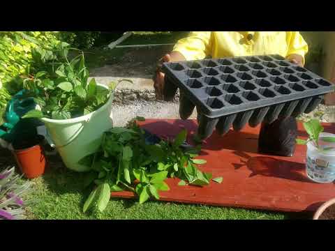 Видео: Простой способ размножения садовых растений стеблевыми черенками