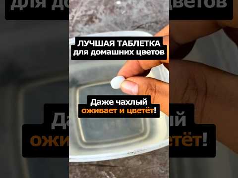 Видео: Лучшая таблетка для домашних цветов. Даже чахлый оживает! #сад #огород #цветы #дача