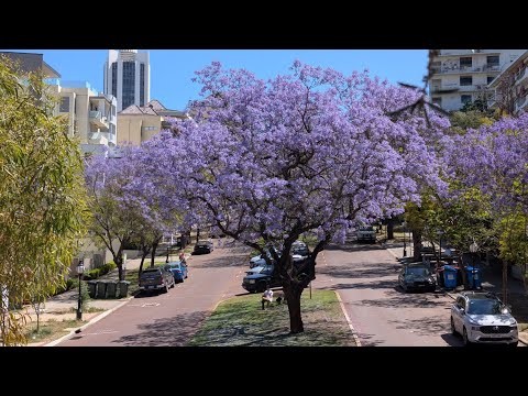 Видео: Зацвела джакаранда - прогулка по Перту