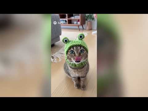 Видео: ПОДБОРКА СМЕШНЫХ ВИДЕО с участием домашних животных 😍🥰