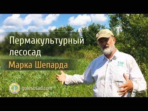 Видео: ПЕРМАКУЛЬТУРНЫЙ ЛЕСОСАД МАРКА ШЕПАРДА (США)