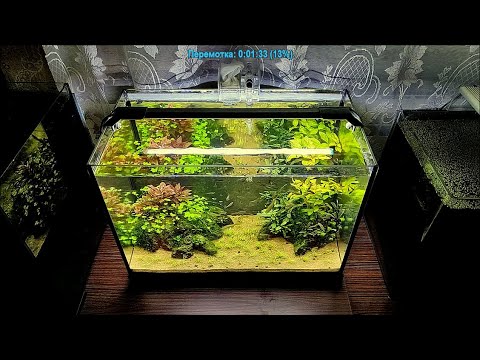 Видео: #Аквариум_30л Три месяца после запуска.
