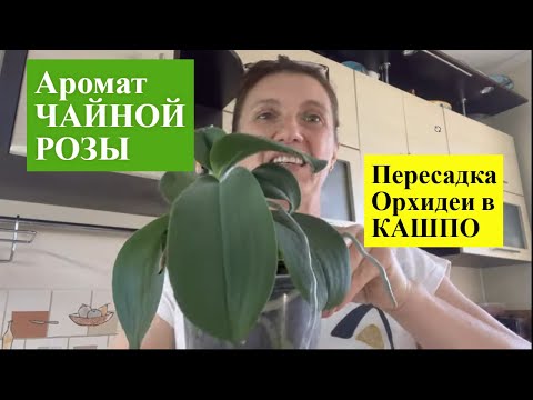 Видео: ПЛАНОВАЯ или СРОЧНАЯ? ПЕРЕСАДКА двухцветной ОРХИДЕИ с "безусой" губой в ЗАКРЫТУЮ СИСТЕМУ