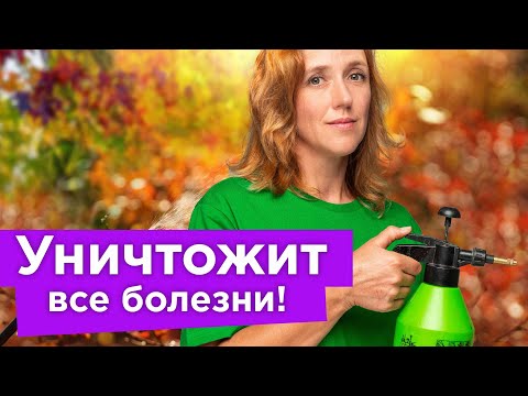 Видео: ВСЕГО ОДНА ОБРАБОТКА ОСЕНЬЮ СПАСЕТ САД ОТ БОЛЕЗНЕЙ И ВРЕДИТЕЛЕЙ! Искореняющая обработка пошагово