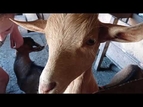 Видео: Как лучше кормить коз летом?