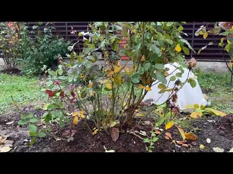 Видео: 10 ноября 2025 г.