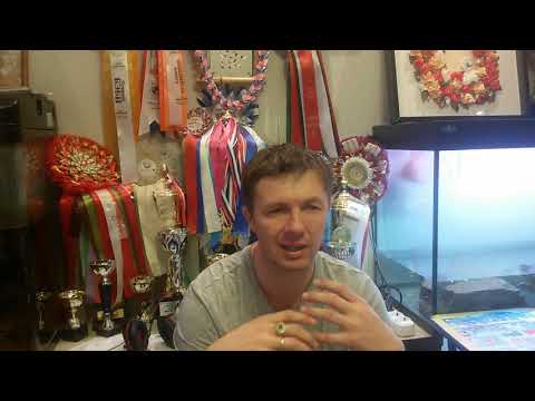 Видео: Малоплодная беременность у собак.Отслоение плаценты. БУГАЙ АЛАБАЙ...горький опыт.