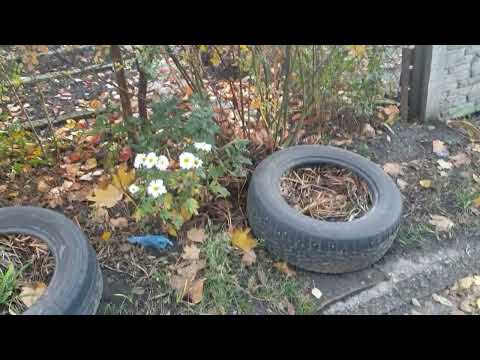 Видео: Знакомая дорожка