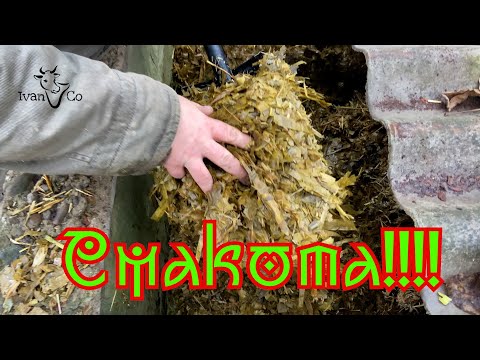 Видео: Силос в домашніх умовах. Результат. Як реагують корови?