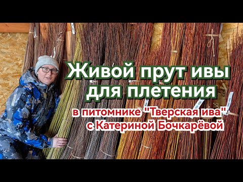 Видео: Тверская ива. Живой прут ивы для плетения.