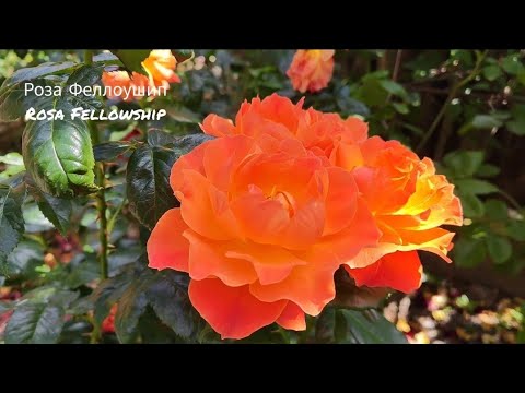 Видео: НАРИСУЕМ ЛЕТО САМИ...//цветение роз//13-17-23.06.2023г.