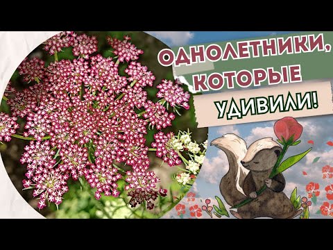 Видео: Любимые однолетние цветы для сада. Обзор сортов, опыт выращивание. Цветение. Композиции в цветнике.