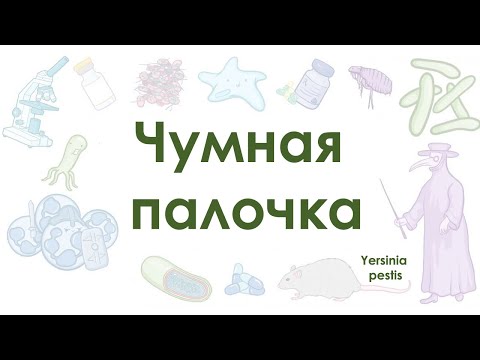 Видео: Чумная палочка - Yersinia pestis - микробиология