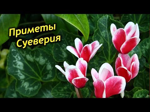 Видео: Цикламен в доме! Приметы и суеверия о Цикламене.