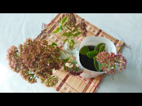 Видео: Очиток видный размножение черенками(верхушками). Анализ через две недели