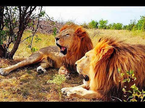 Видео: ПРОВОКАТОРЫ в Тайгане или как ОДНОЙ КУРИЦЕЙ накормить 50 ЛЬВОВ?