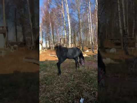 Видео: ТЕРСКИЙ жеребец 🔥🐎