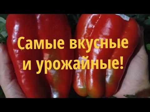 Видео: Обзор ПЕРЦА по сортам! 