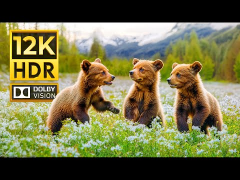 Видео: WONDERFUL ANIMALS 12K HDR 120FPS | с кинематографической музыкой (цветно динамично)