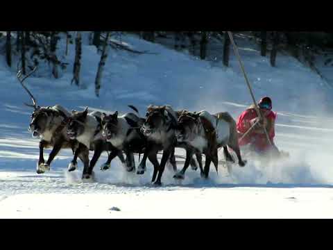 Видео: Гонки на оленьих упряжках.