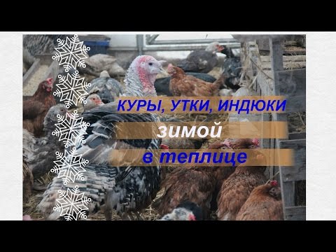 Видео: Куры, утки, индюки зимой в теплице. Советы по содержанию.