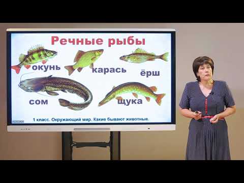 Видео: 1 класс. Окружающий мир. Какие бываю животные