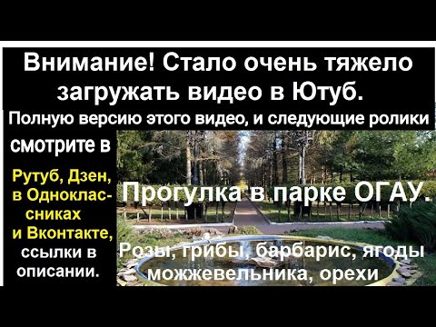 Видео: 251026 Прогулка парк ОГАУ Сбор грибов Интересные растения грибы деревья памятник Парахину город Орёл