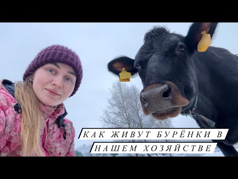 Видео: Варим сыр, перерабатываем мясо. Купили новое оборудование на ферму.