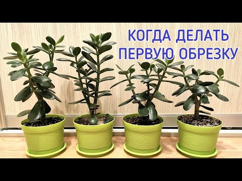 Видео: Когда делать первую обрезку денежному дереву (толстянке).