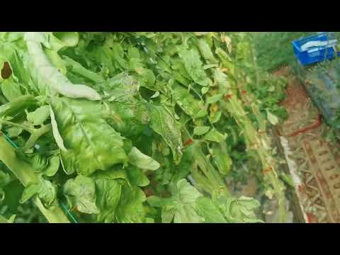 Видео: Доматите в края на сезона