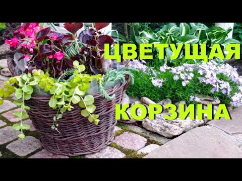 Видео: Цветочные композиции в кашпо. Как сочетать цветы в кашпо.  Горшечный садик.